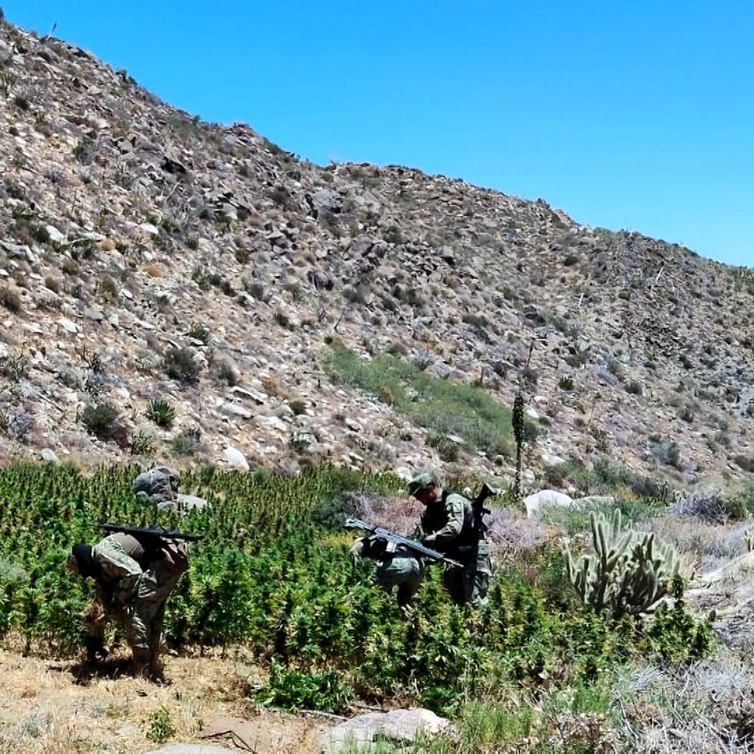 Queman plantios de marihuana Ensenada.Queman plantios de marihuana Ensenada.